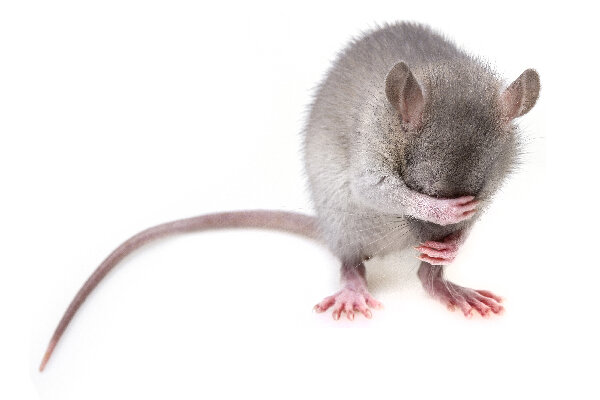 Декоративные крысы – распространенный пример домашних питомцев. Они не требуют специфического ухода, хотя не против погулять летом на свежем воздухе.