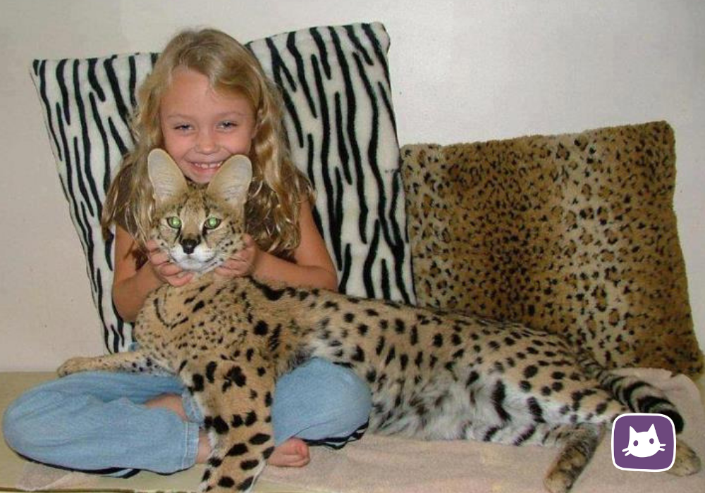 Кошка породы Саванна
