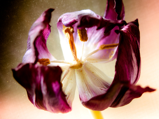 Фото: Maggie McCain