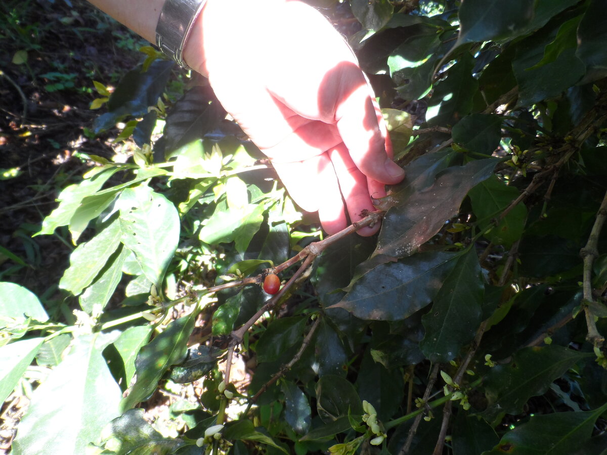 Ягода кофе на кофейном дереве кофейной плантации