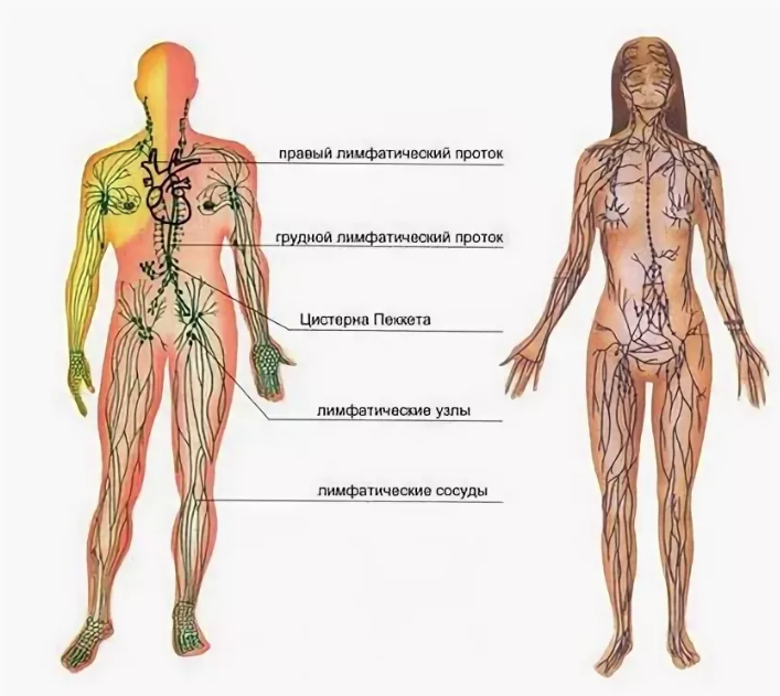 Лимфатическая система конечностей человека. Лимфатическая система лимфоузлы. Схема лимфатической системы в теле человека. Лимфоузлылимфотическая система. Лимфоузел после массажа