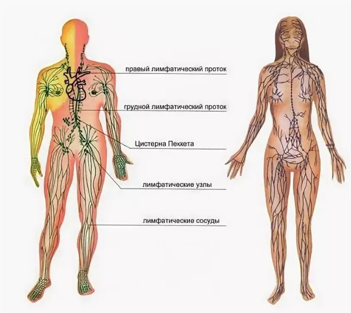 Как разогнать лимфу. Лимфатическая система человека схема. Лимфатическая система человека лимфоузлы. Периферические лимфатические узлы схема. Лимфатическая система женщины схема.