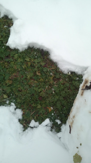 Ловко маскируется.