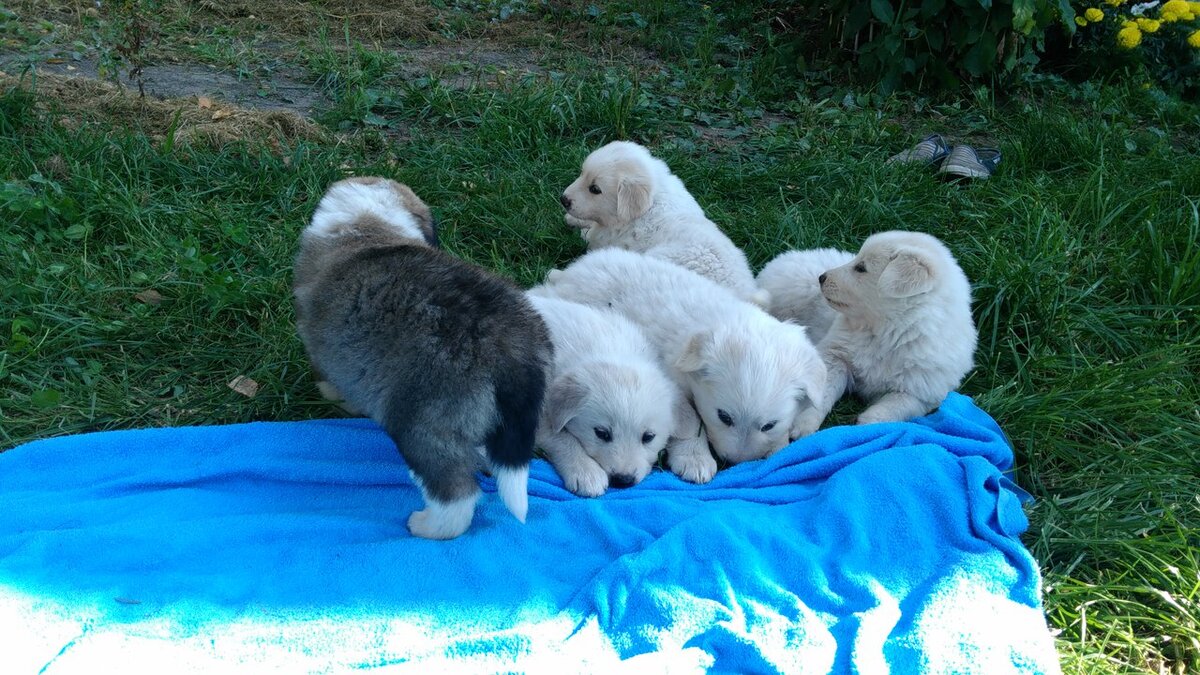 фото автора - на фотографии щенки Пиренейской горной собаки 