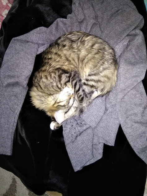 Ну прямо руки чешутся потискать это лохматое чудо!!!