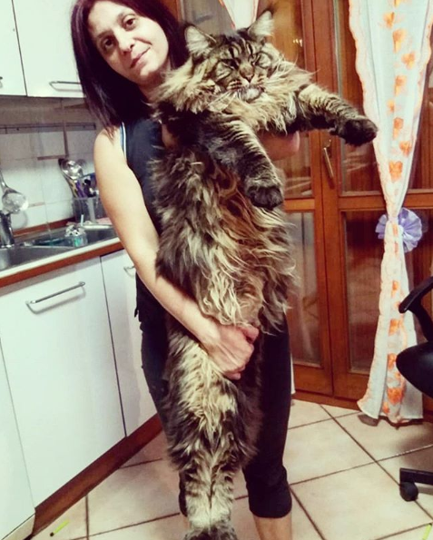 Чтобы взять на ручки такое сокровище, хорошая тренировка не помешает