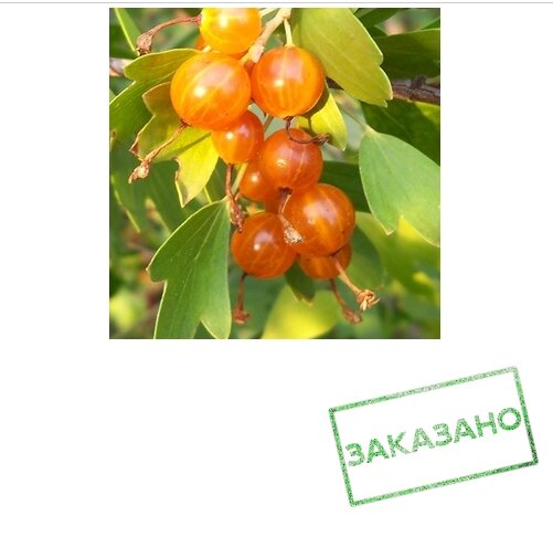 Смородина Золотистая