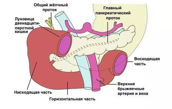 Железы двенадцатиперстной кишки - 3D-сцены - Цифровое образование и обучение Мozaik