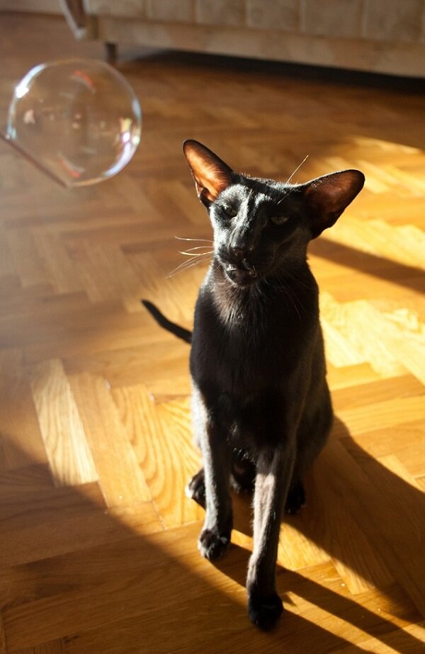 Источник фото:https://usyaka.files.wordpress.com/2012/05/flehmen.jpg