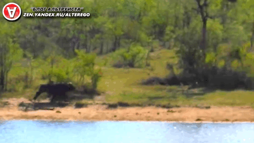 Буйвол убегает ото льва.