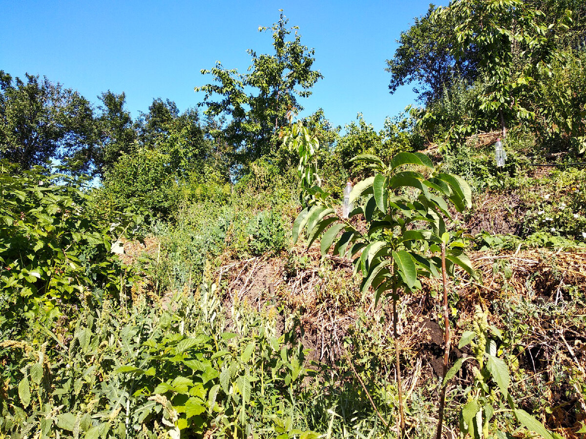 Хурма попала в кадр