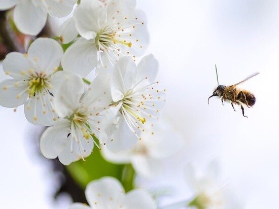фото: pixabay.com 