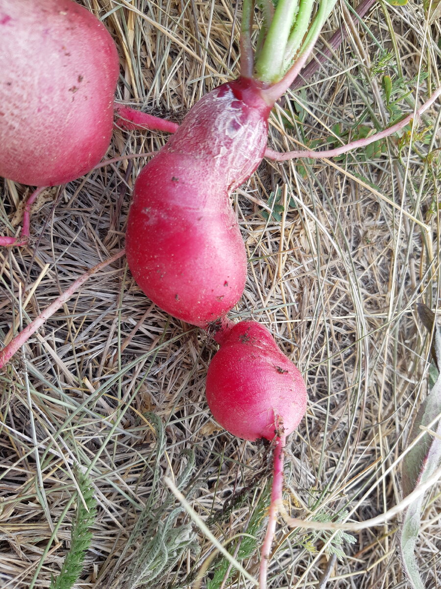Одна и редисок выросла двойной :))) Обе половинки сочные, никаких волокон)