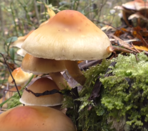 Hypholoma capnoides.