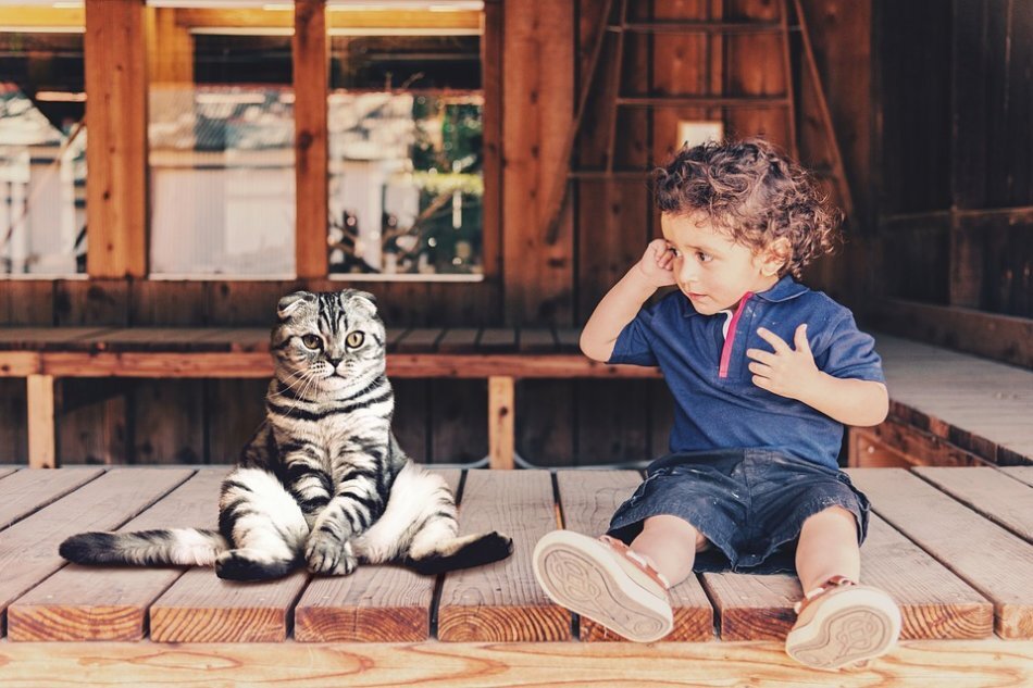 https://wikipet.ru/uploads/posts/2019-01/1548664796_2-child-cat.jpg