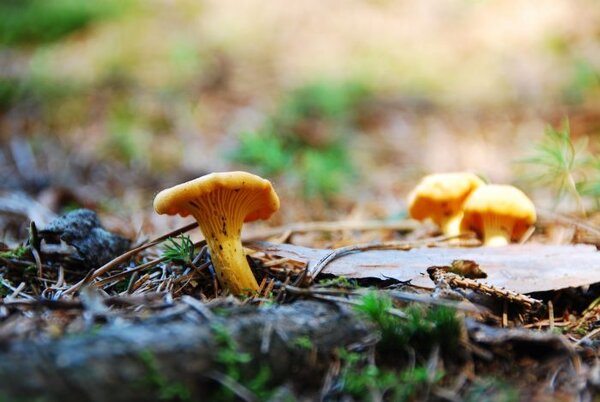 3 полезнейших свойства грибов-лисичек