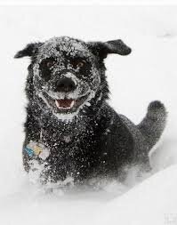 Немало собак участвовало в полярных экспедициях в роли тягловой силы.-2