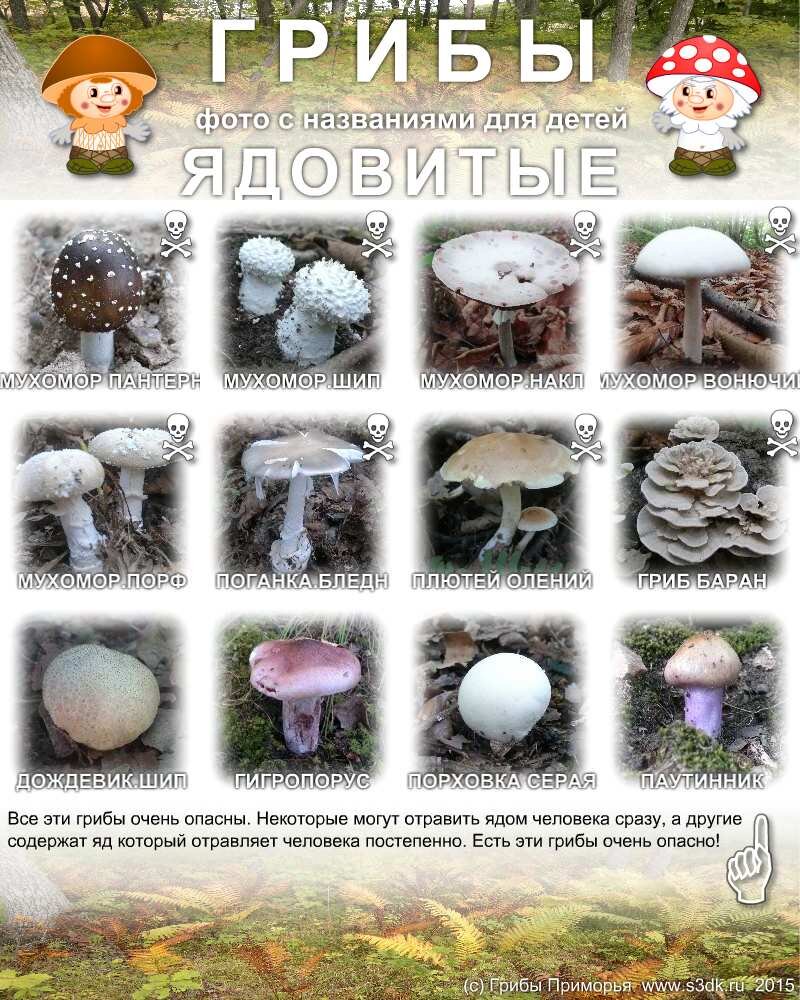 Какие грибы фото и названия