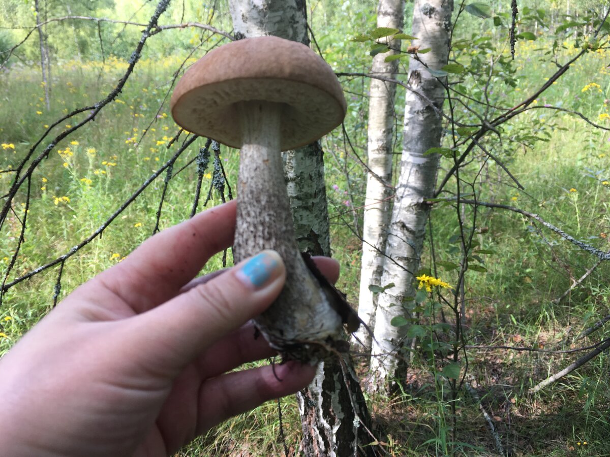 Когда находишь такие грибы, то можно забыть обо всем на свете...