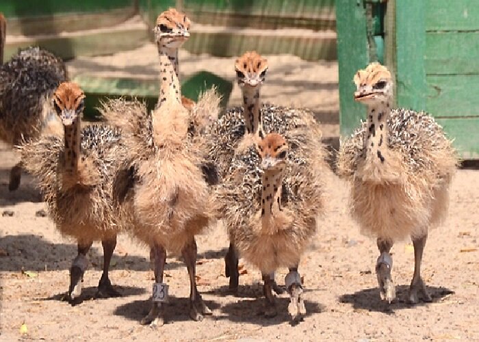 Страусята отмечены по партиям