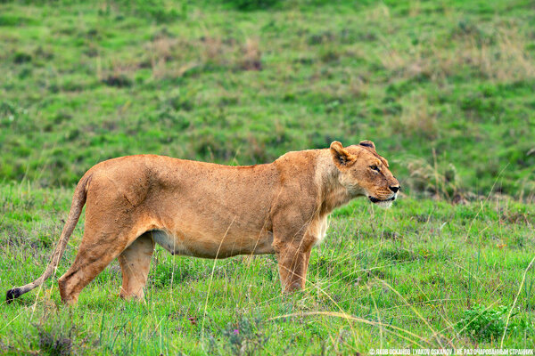 Львы пошли на буйвола, а нам оставалось наблюдать. Случай в Африке
