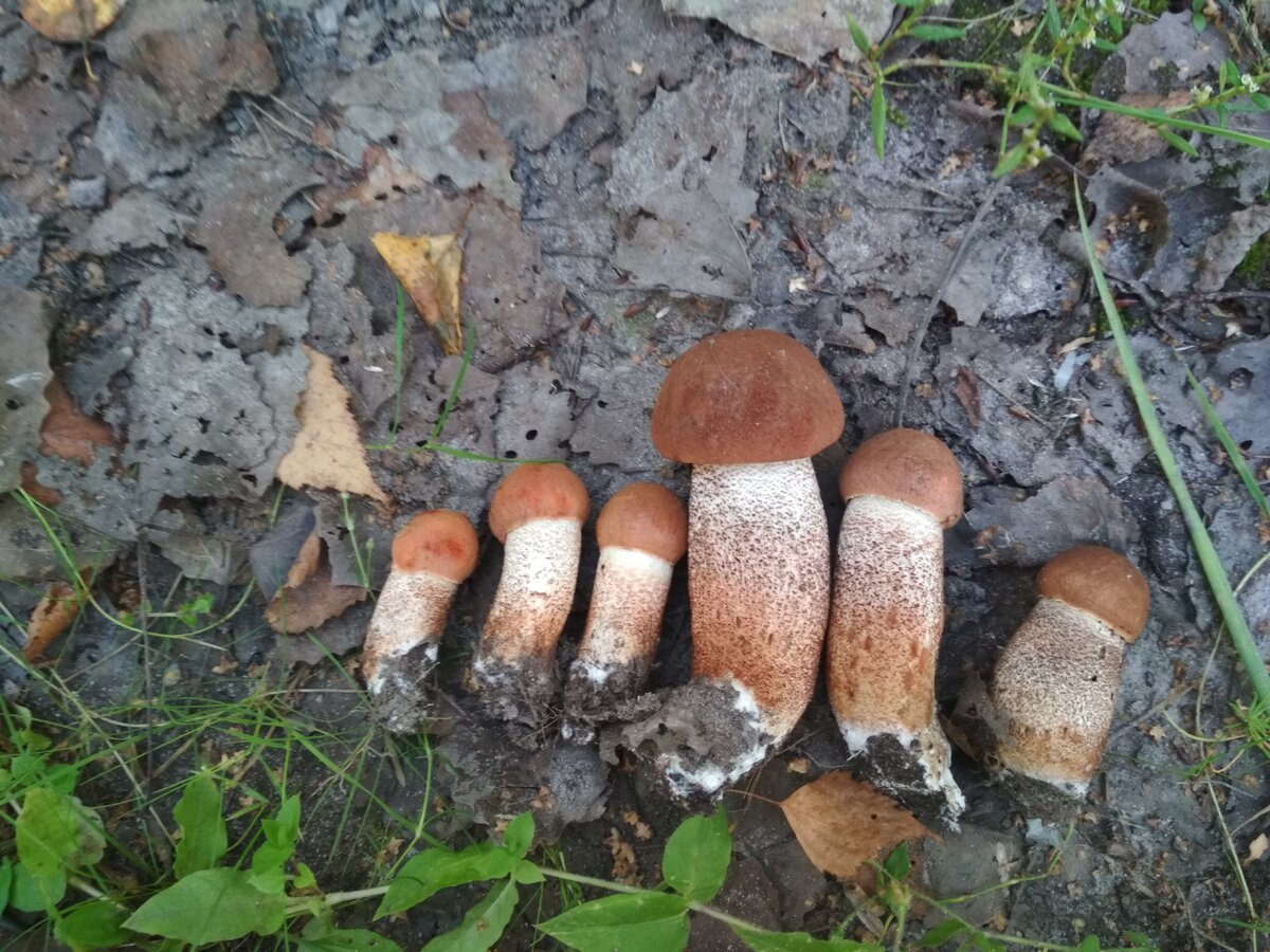 Очередная семейка подосиновиков идеальной кондиции.