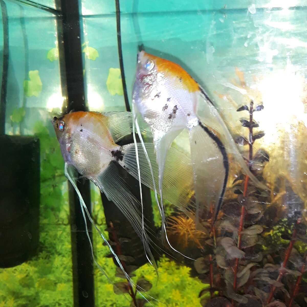 Скаляриная верность