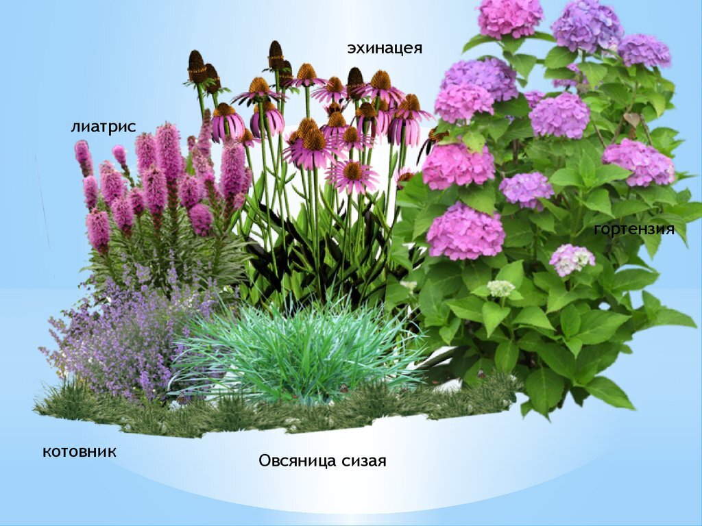 Цветник с гортензией метельчатой и многолетниками схемы и описание