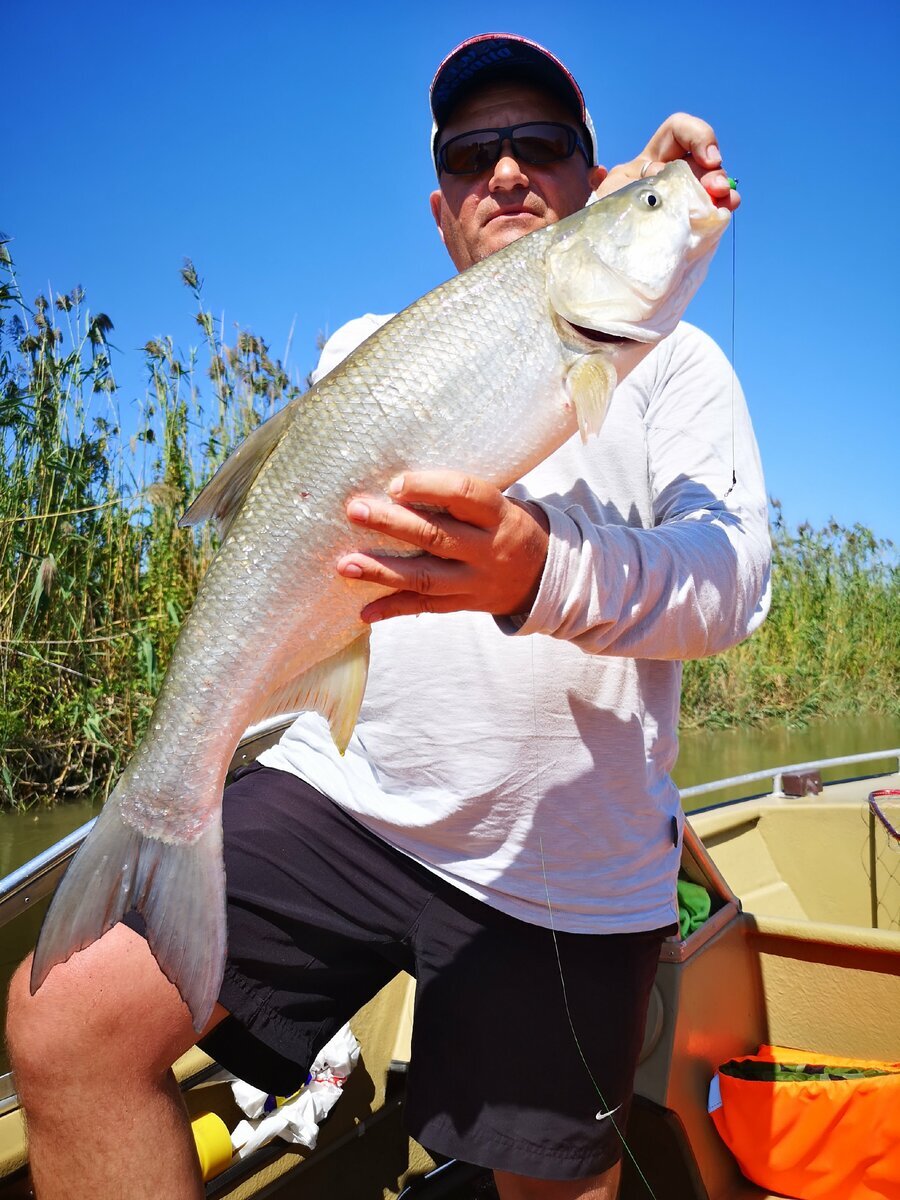 Жерех на р.Шемахе