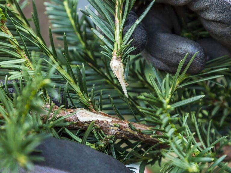 Черенок с пяткой. Фото: amp.mein-schoener-garten.de