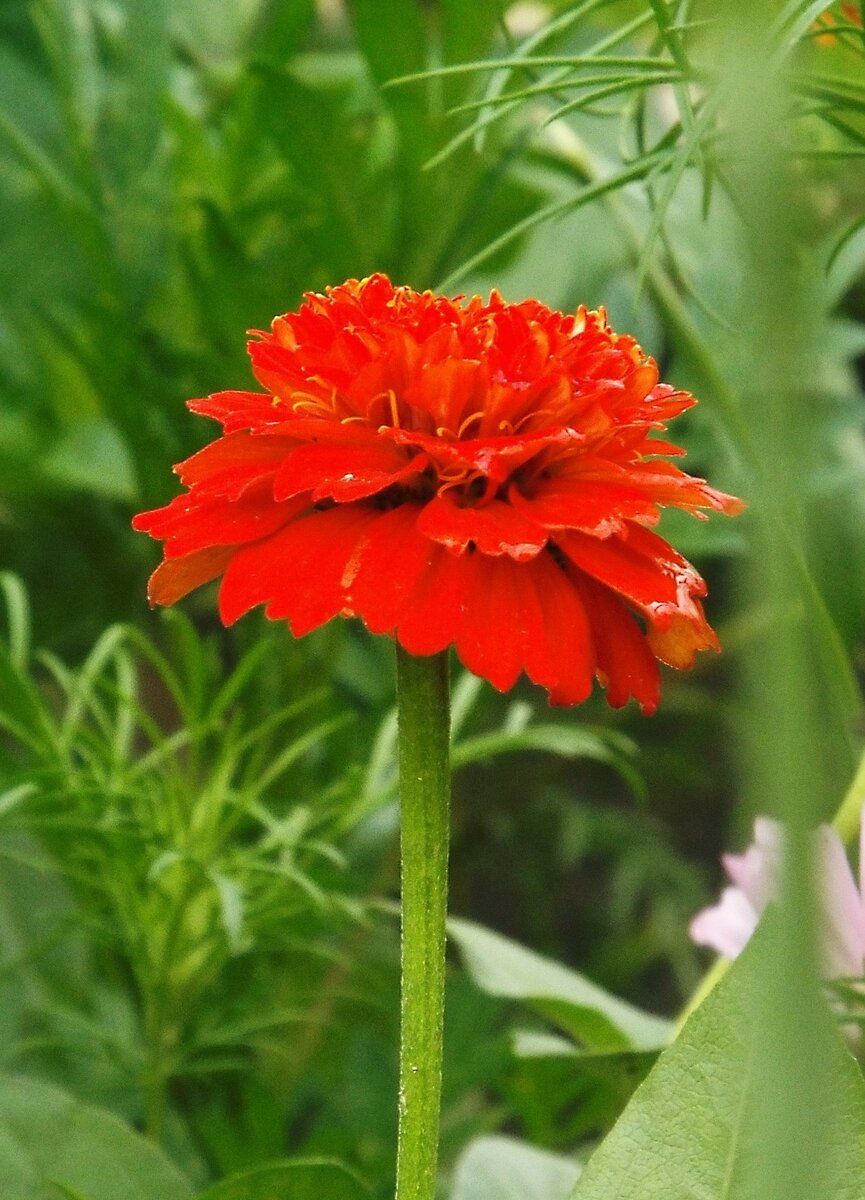 Zinnia peruviana С†РІРµС‚РѕРє