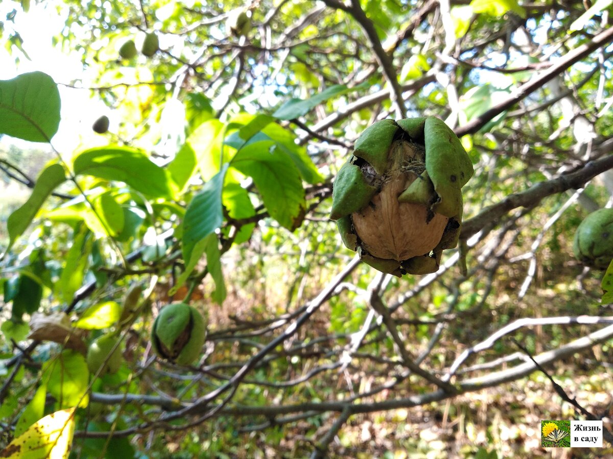 У ореха скорлупа тонкая, поэтому он легко раскалывается даже руками