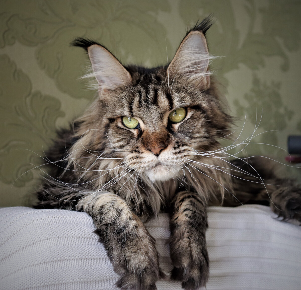 Фото из личного архива. Кошка мейн-кун