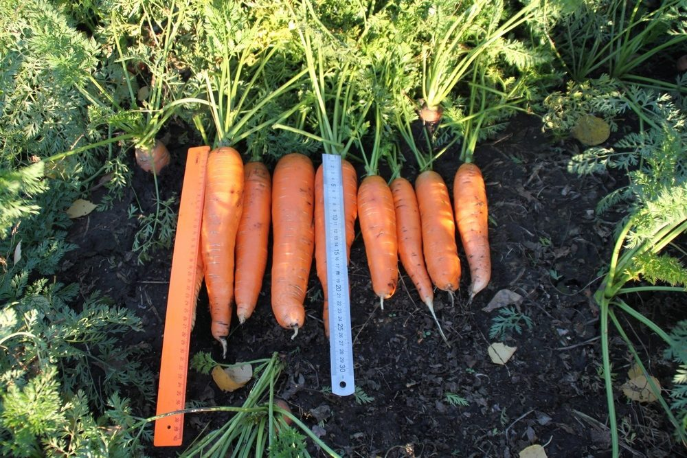 Когда выкапывать морковь в средней полосе России?