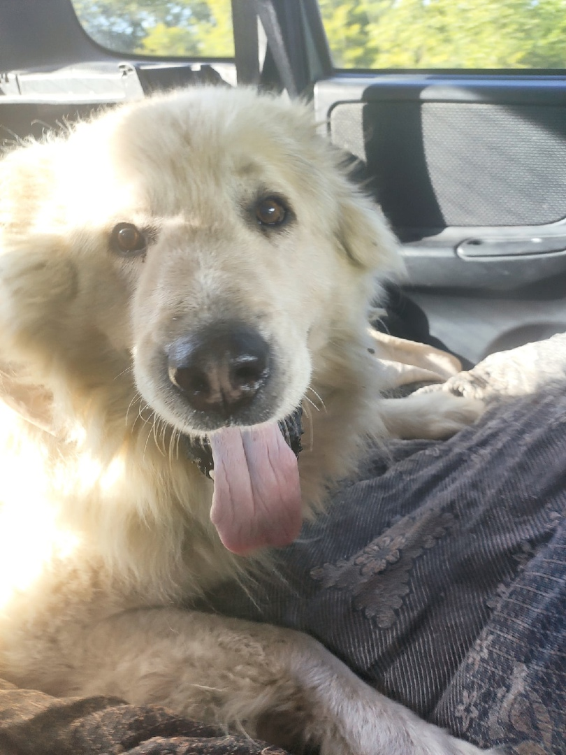 Момент транспортировки собаки, ну согласитесь классный пёс