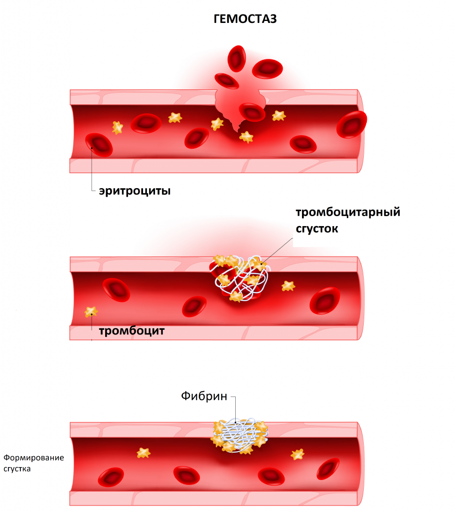 Сколько течет кровь после. Свертывание крови гемостаз. Механизмы гемостаза крови. Гемостаз картинки. Гемостаз механизмы свертывания крови.