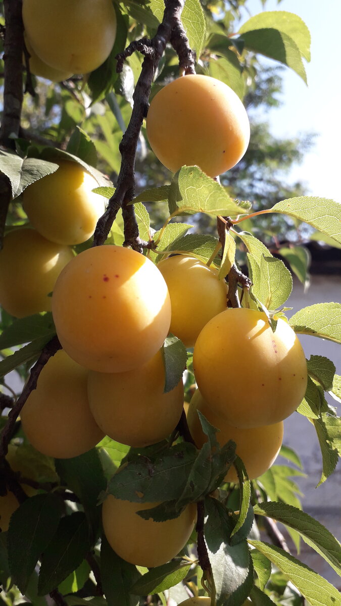               В этом году хороший урожай алычи, поэтому грех не сварить знаменитый грузинский соус Ткемали из желтой алычи, чеснока и трав.