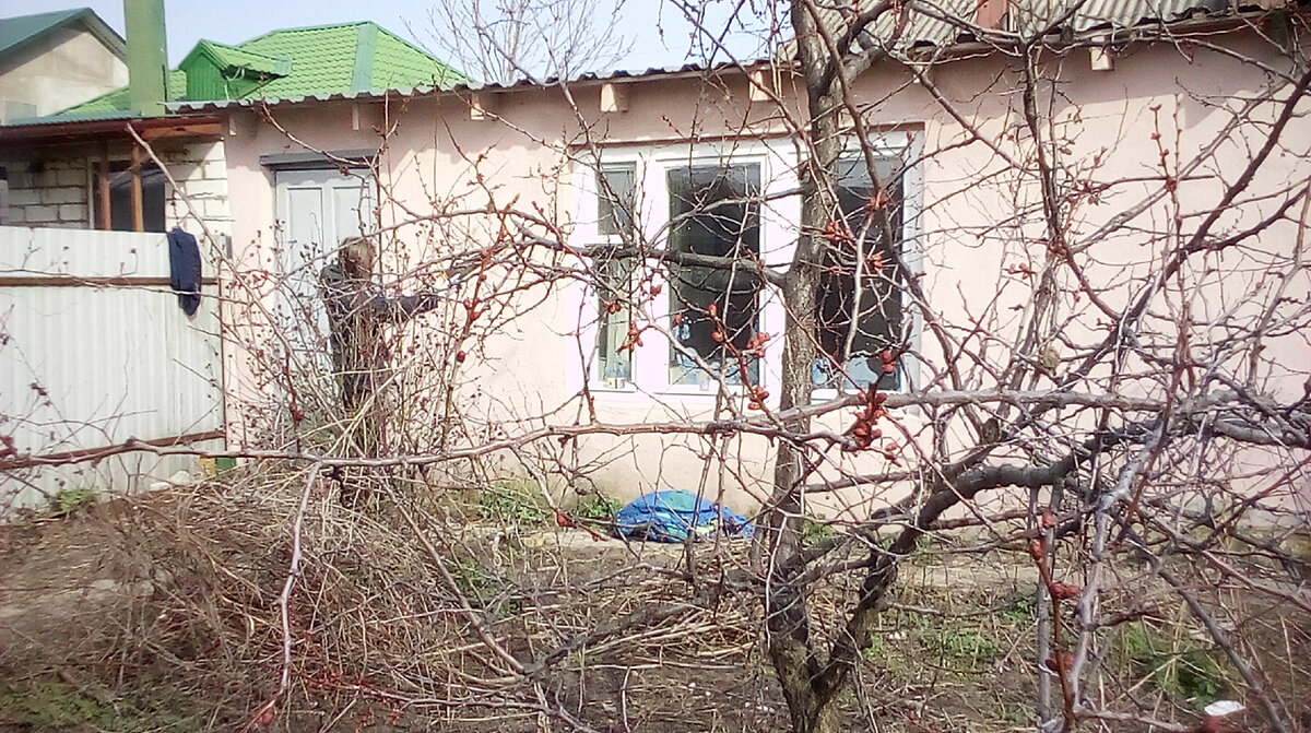 Шиповник превращает заброшенный приусадебный участок в дебри