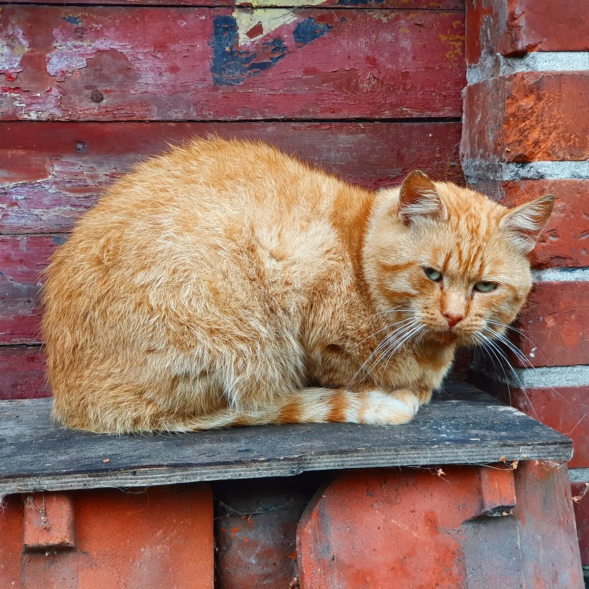 Город котиков Зеленоградск (Кранц) в Калининградской области | Meeuw | Дзен