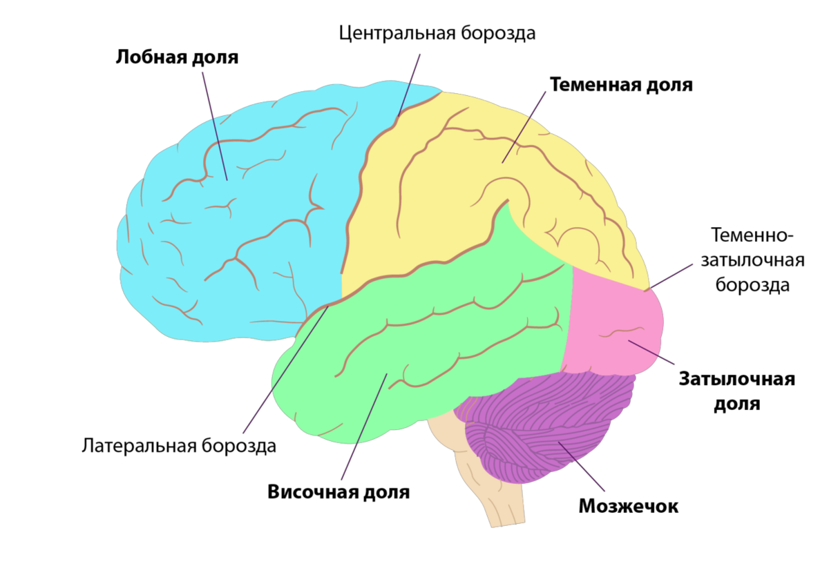 Центральная область мозга. Доли и зоны коры больших полушарий головного мозга. Теменная и височная доли коры больших полушарий. Височные доли коры головного мозга анализатор. Затылочные зоны коры головного мозга.