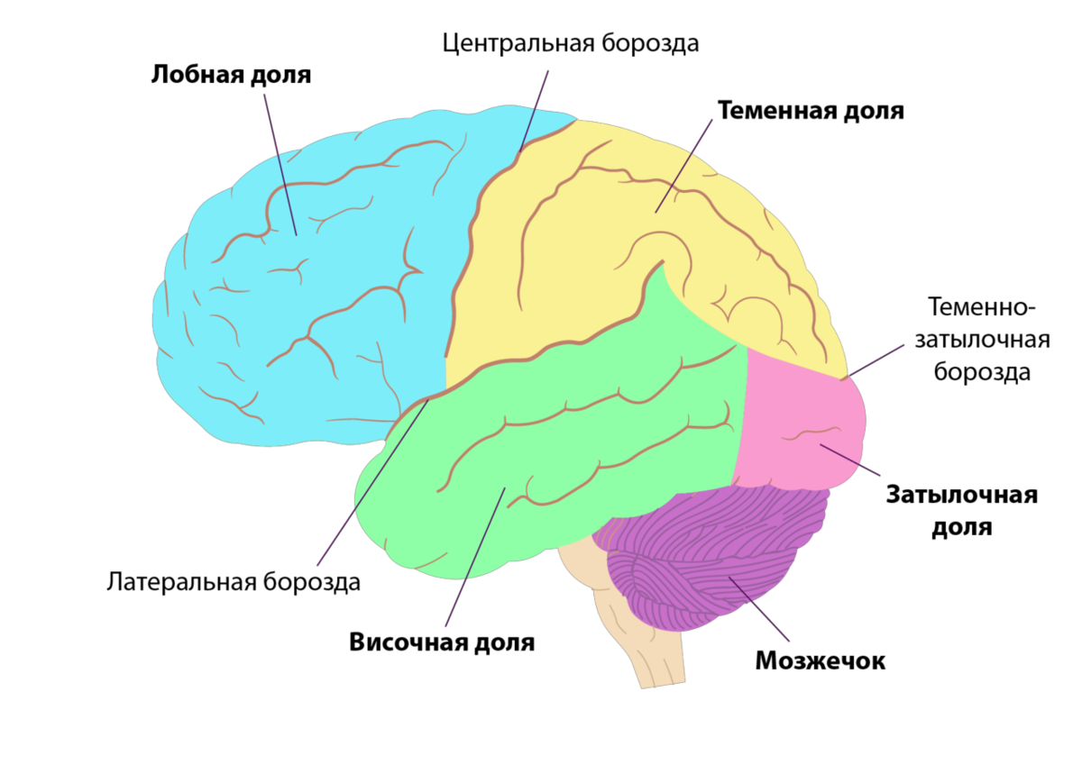 Границы мозга. Доли и зоны коры больших полушарий головного мозга. Теменная и височная доли коры больших полушарий. Кора больших полушарий головного мозга зоны коры. Теменная доля коры головного мозга.