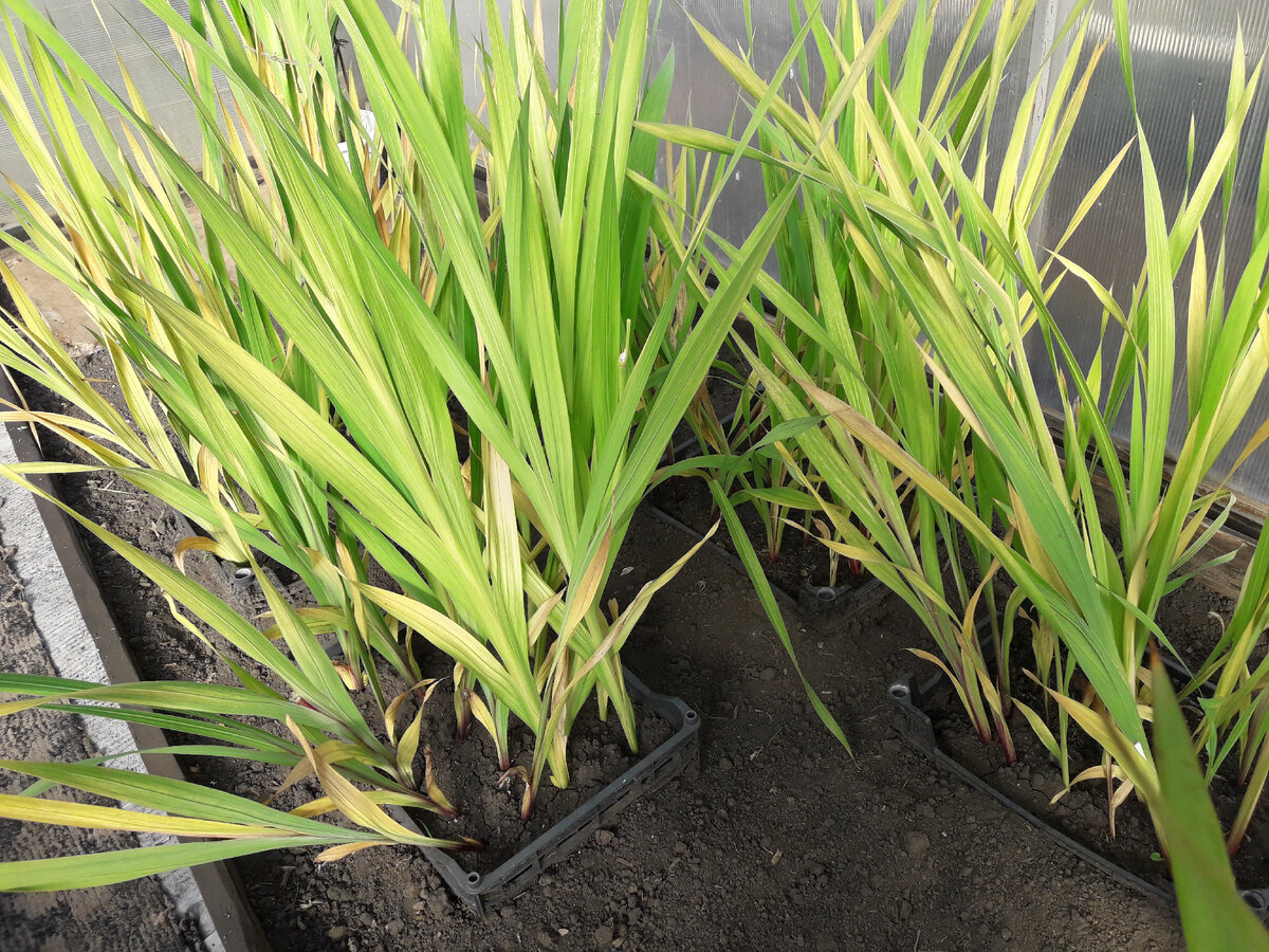 детки гладиолусов, посаженные в корзины и перетащенные в конце сентября из грядки в теплицу для доращивания