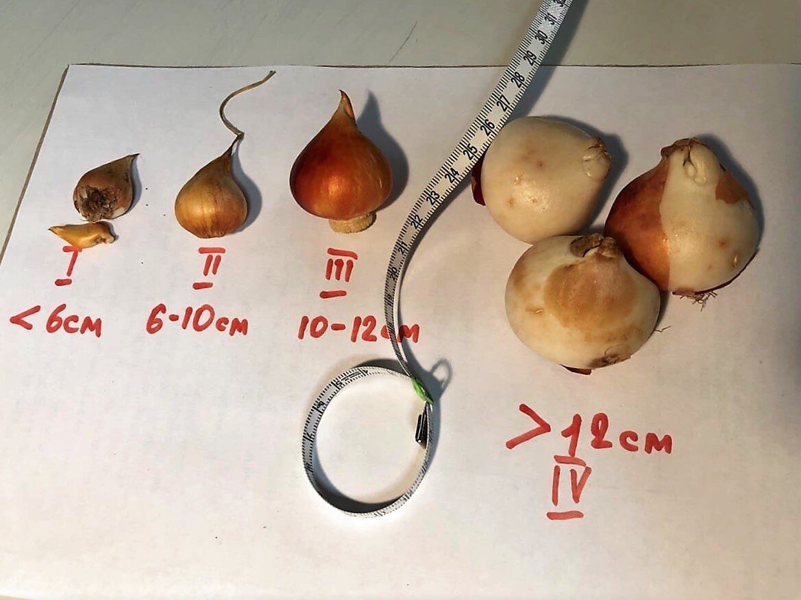 Разбор луковиц тюльпанов