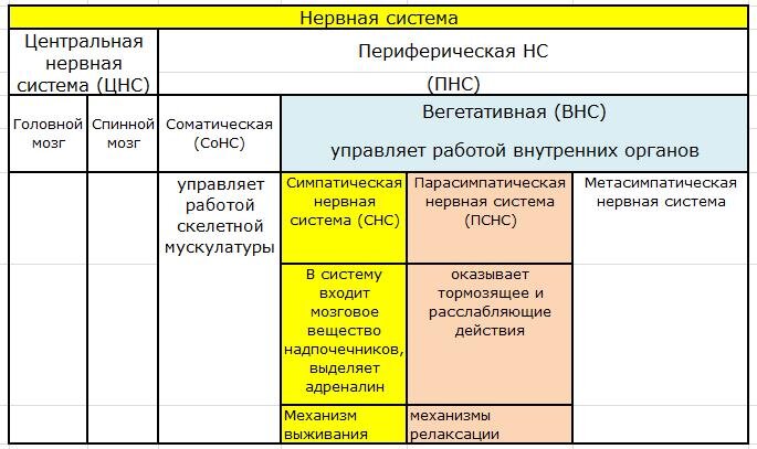 Структура нервной системы человека