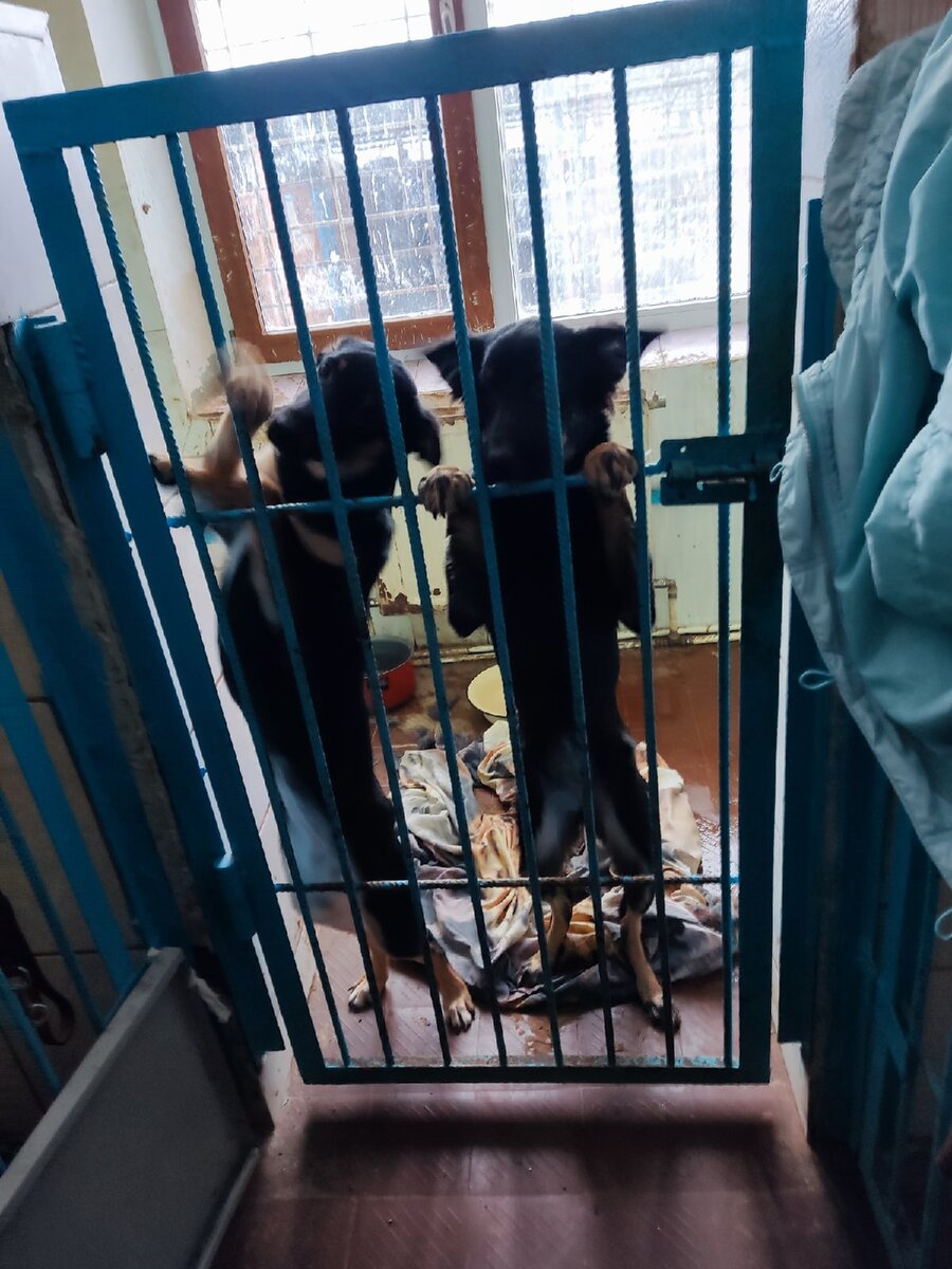 Ассоль и Моника