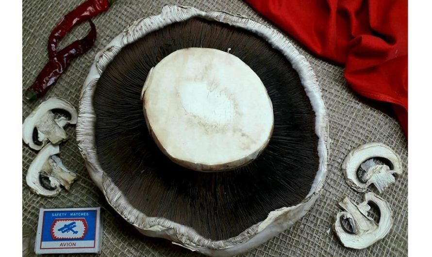 Самые большие грибы в России и мире. Топ | Голавль на спиннинг. | Дзен