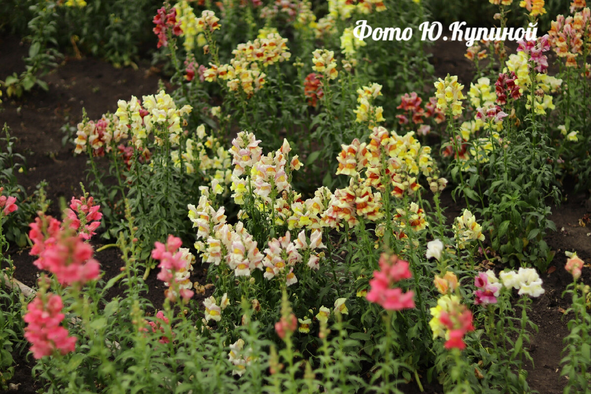 а это мой львиный зев