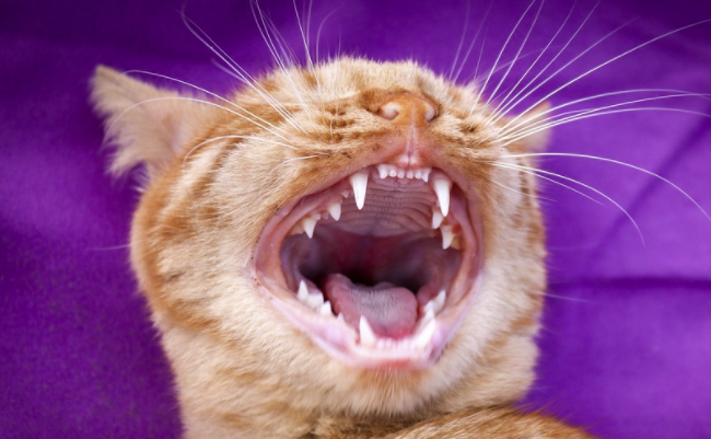 фото pixabay.com