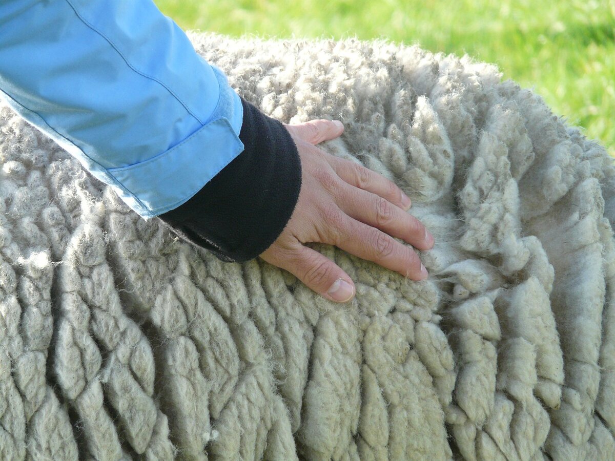 Что значит wool