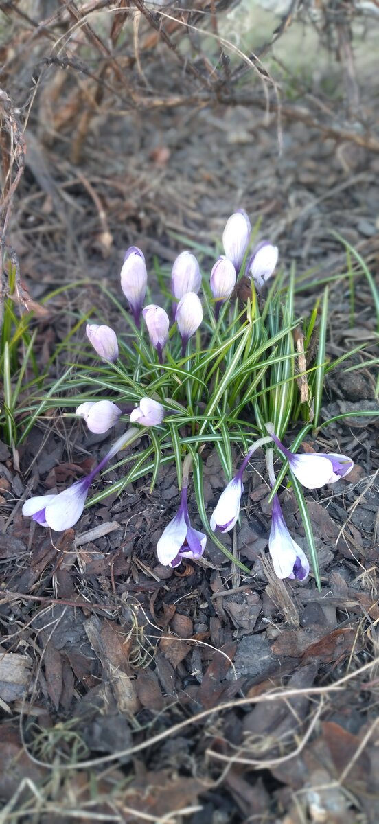 Весна идет) 